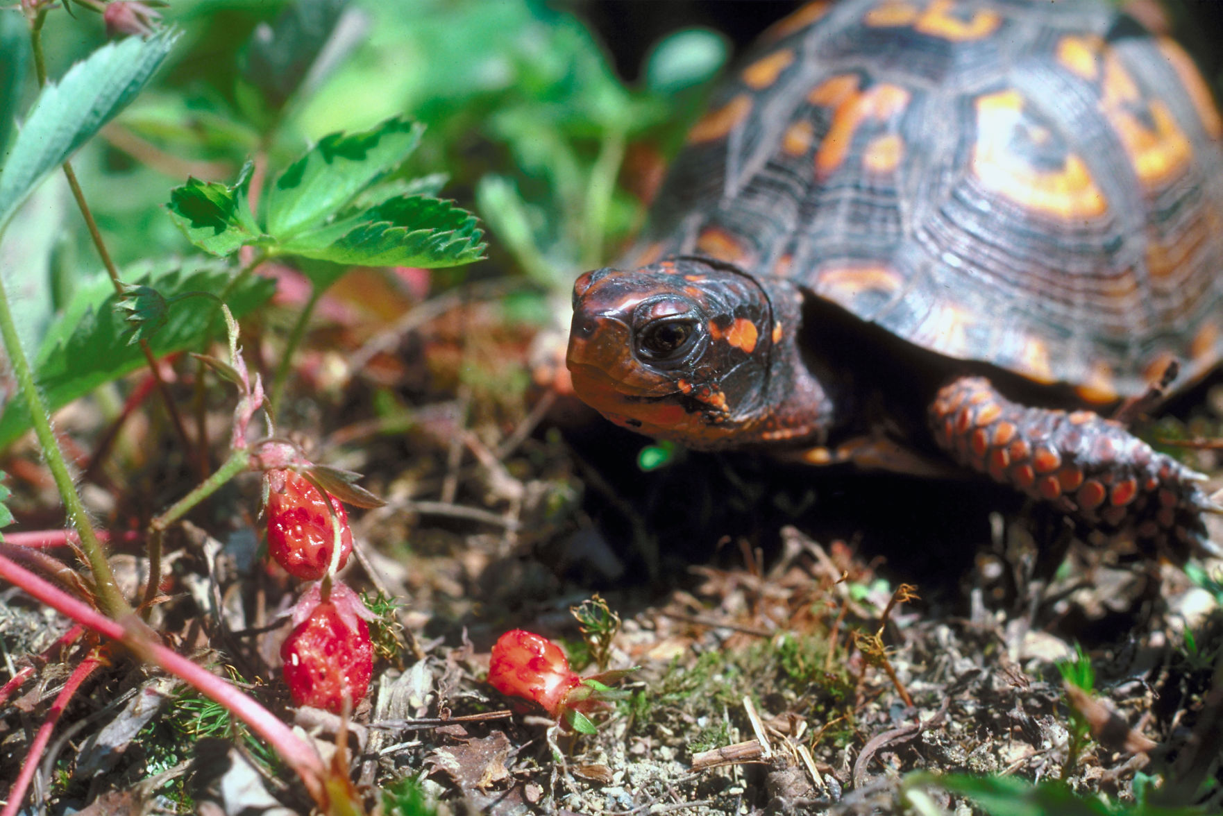 November 19: Snake and Turtle Show
